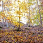 herbstwald bei perdonig buchenwald