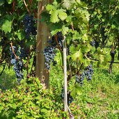 tramin schloss rechtental weinberge