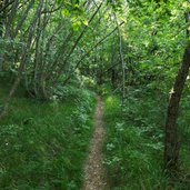 katzenleiter waldweg oberhalb von auer