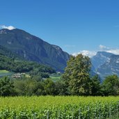 weinbau bei steinhaus hof kalditsch aldein