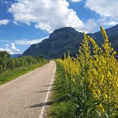 etschradweg bei salurn fruehling koenigskerzen