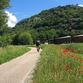 etschradweg bei neumarkt fruehling mohn ciclabile