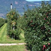 obstbau aepfel im suedtiroler unterland