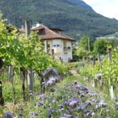 RS wein reben fuehrung lieselhof museum