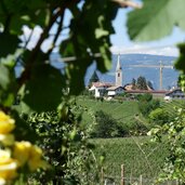 RS blick auf kaltern weinberge rosen