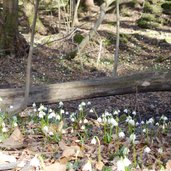 RS montiggl montiggler wald im maerz fruehlingstal