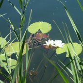 RS grosser montiggler see seerose