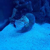 RS Naturmuseum Suedtirol Aquarium Nautilus