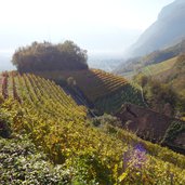 RS landschaft am kurtatscher weinlehrpfad