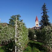 RS andrian bindergasse fruehling apfelbluete kirche