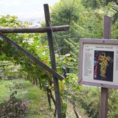 RS kurtatsch weinlehrpfad tafel goldmuskateller