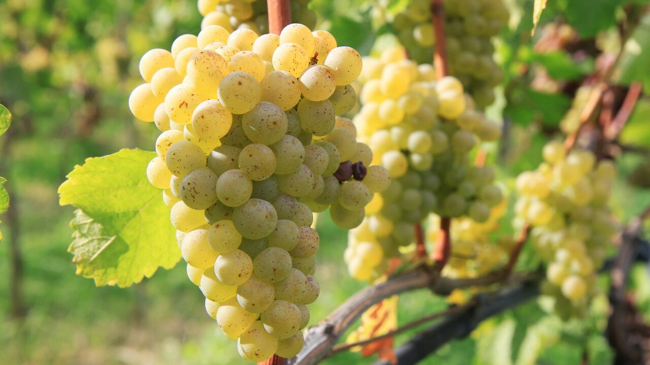 Sauvignon blanc - Bolzano and surroundings - Wine Road