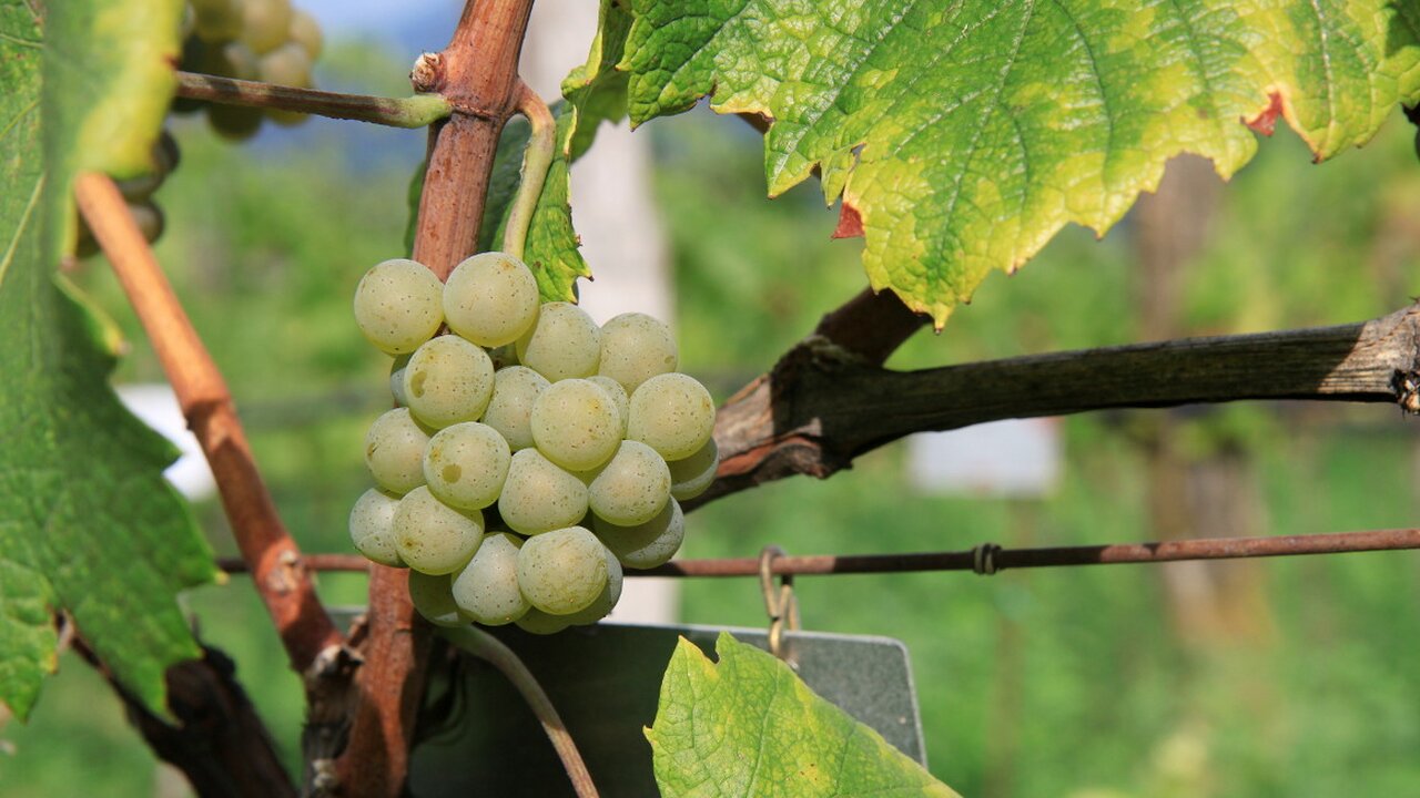 Yellow grapes deals