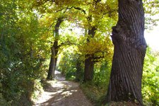 kastanienweg herbst kastanienbaum