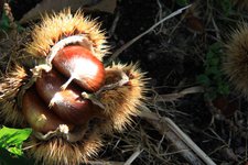 Bozen Herbst Kastanienigel