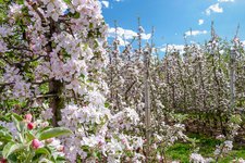 obstbluete apfel bluetenwahn bei st michael eppan