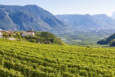 AS weinreben weinstrasse bozen