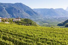 AS weinreben weinstrasse bozen