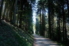 RS kohlern forstweg schneiderwiesen titschen totesmoos