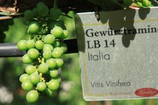 RS Gewuerztraminer Session two