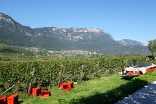 RS weinlandschaft bei kaltern weinlese wimmen