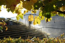 RS signater weg nr bei st justina herbst reben