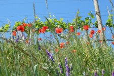 RS weinbau fruehling mohnblumen reben