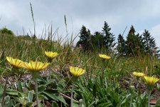 trudner horn hornalm wiesen habichtskraut