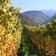 Bozen Herbst Weinreben