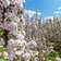 obstbluete apfel bluetenwahn bei st michael eppan