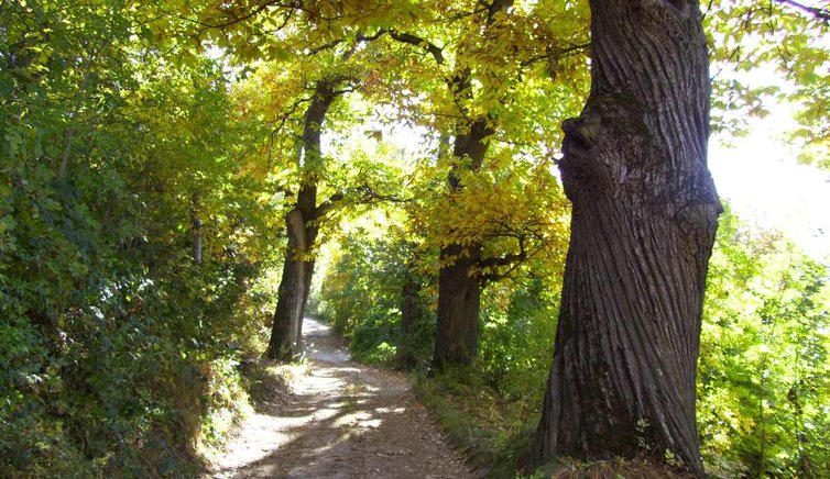 kastanienweg herbst kastanienbaum