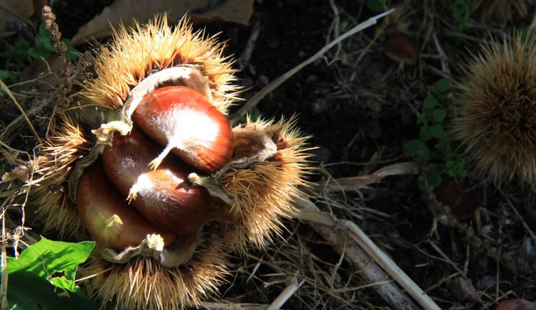 Bozen Herbst Kastanienigel