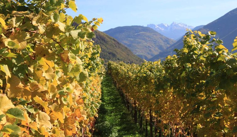 Bozen Herbst Weinreben