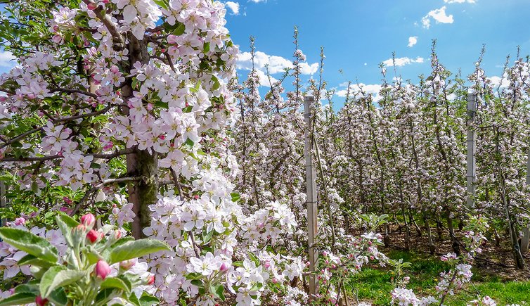 obstbluete apfel bluetenwahn bei st michael eppan