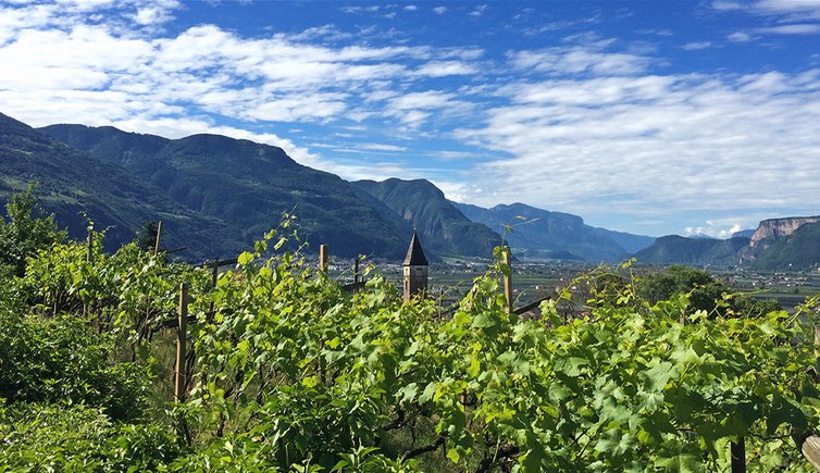 st jakob leifers weinberge