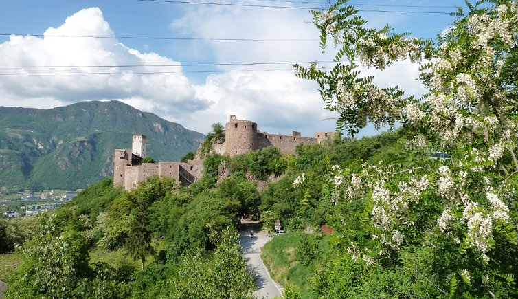 RS schloss sigmundskron bluete akazie robinie mai fruehling