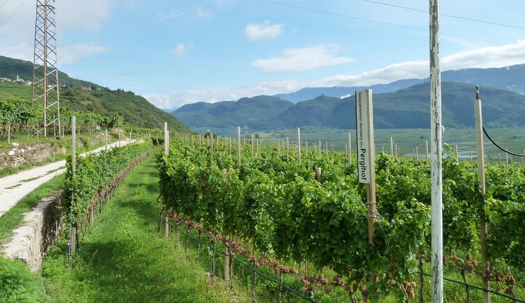 RS weintrauben gewuerztraminer tramin