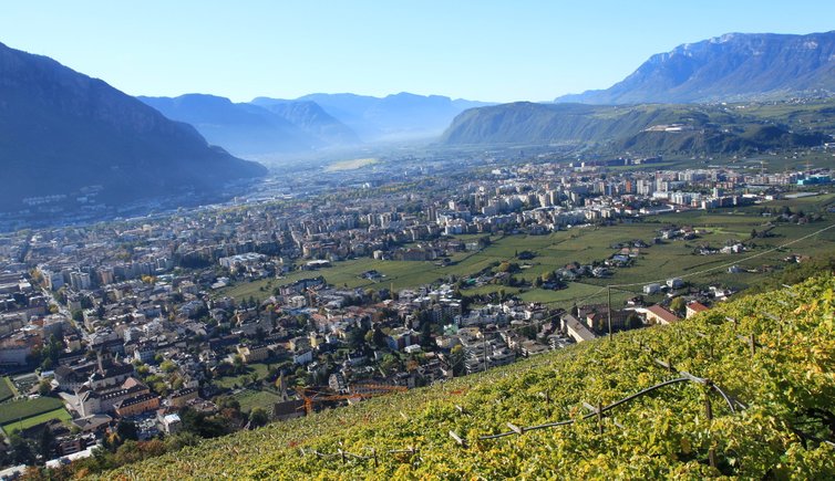 RS bozen weinreben jenesiener strasse