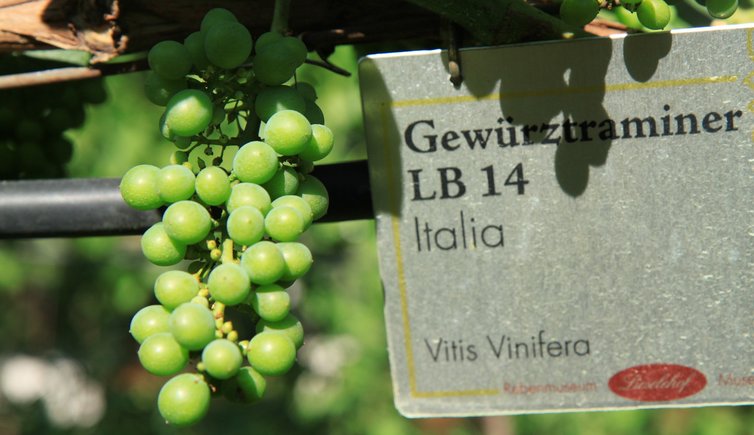 RS Gewuerztraminer Session two