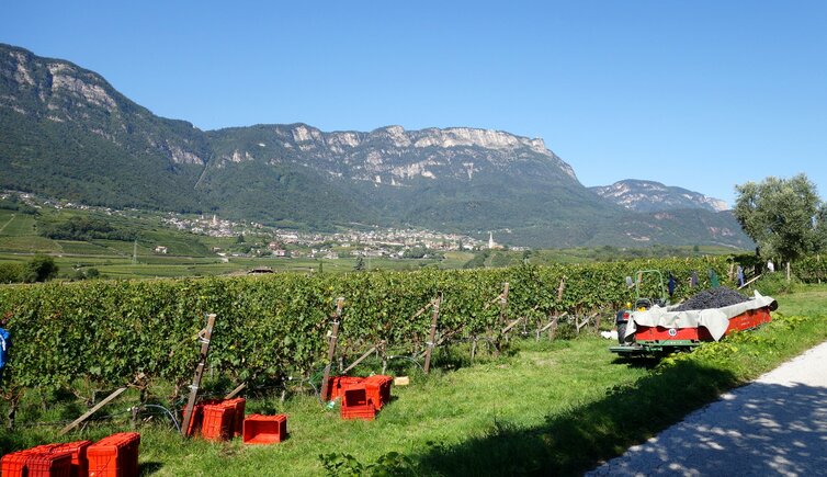 RS weinlandschaft bei kaltern weinlese wimmen