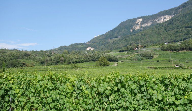 RS weinberge bei vill dahinter schloss enn montan