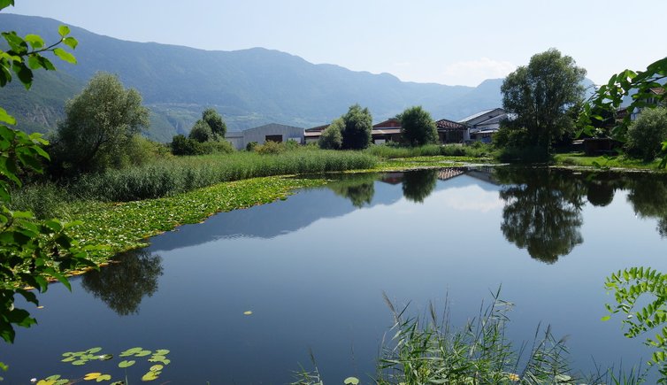 RS biotop alte etsch bei kurtinig fr