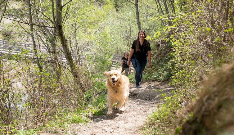 RS TM hund cane wandern