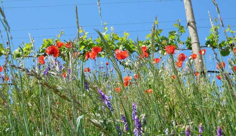 RS weinbau fruehling mohnblumen reben