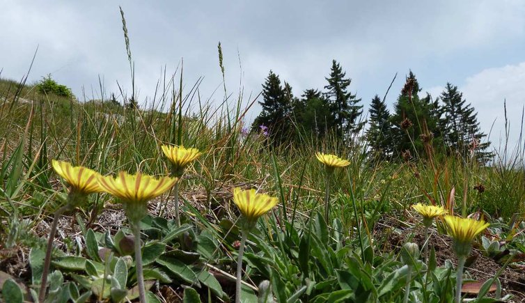 trudner horn hornalm wiesen habichtskraut