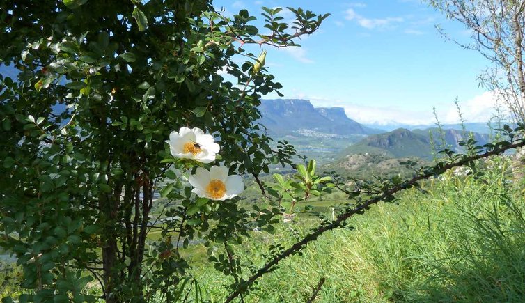 montan blick auf unterland mit heidenroeschen