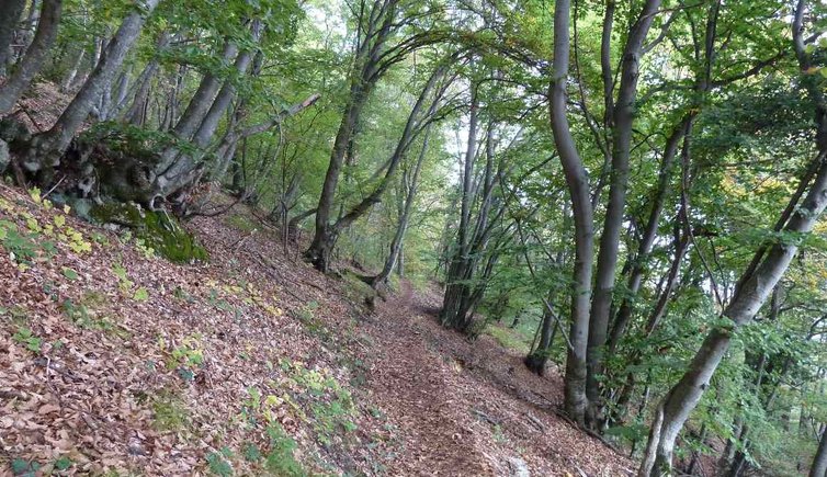 Kalterer Hohenweg Kaltern Eppan